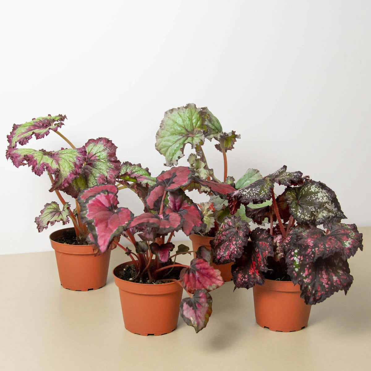 Begonia 'Rex' - 4 Pack Variety-Begonia 'Rex' - 4 Pack Variety