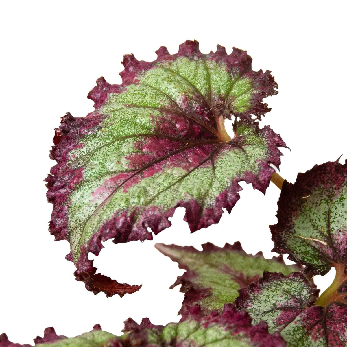 Begonia 'Rex' - 4 Pack Variety-Begonia 'Rex' - 4 Pack Variety