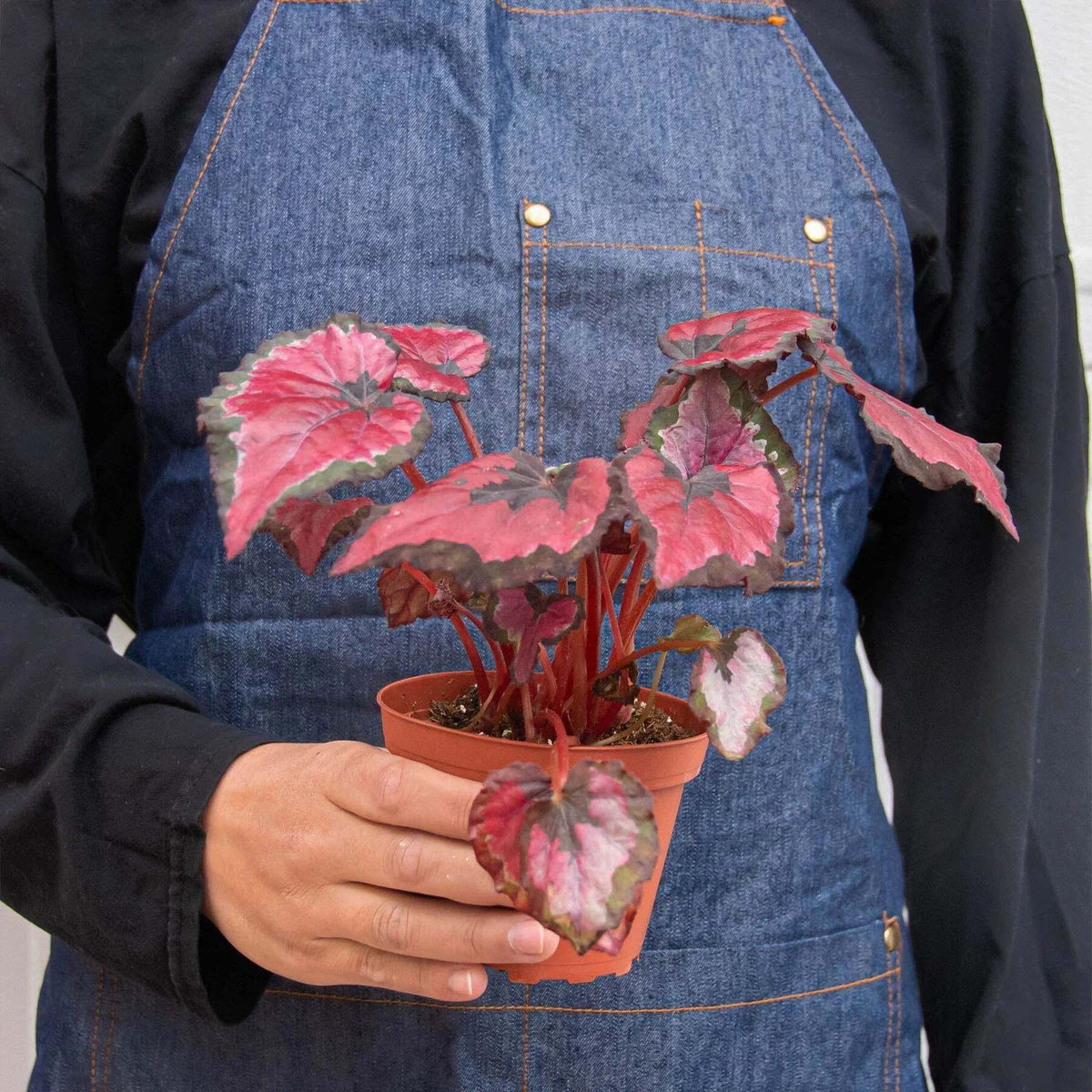Begonia 'Rex' - 4 Pack Variety-Begonia 'Rex' - 4 Pack Variety