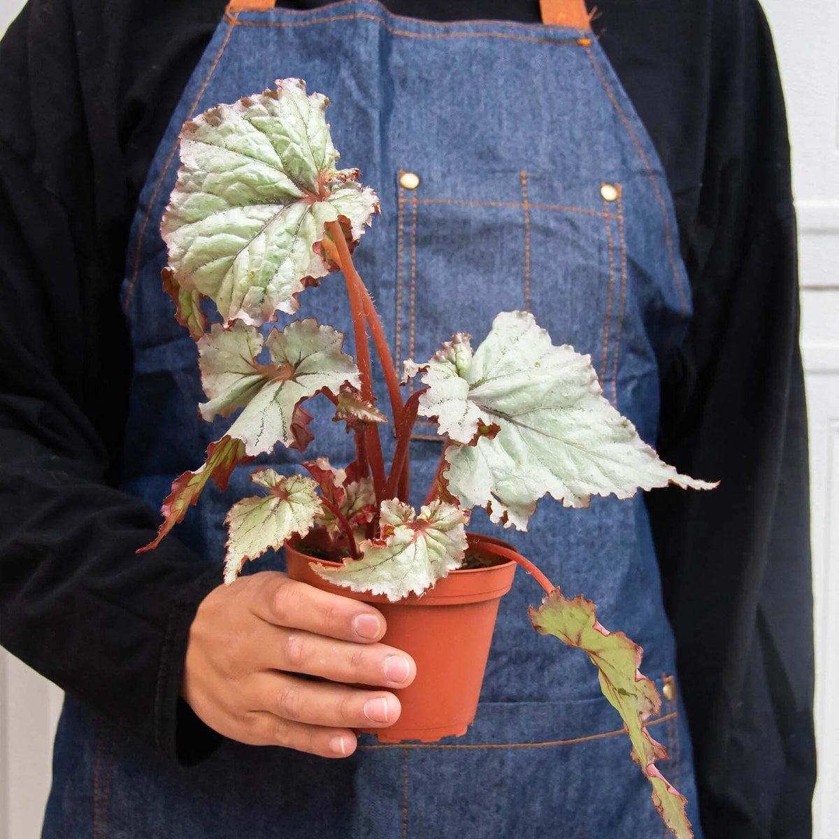 Begonia 'Rex' - 4 Pack Variety-Begonia 'Rex' - 4 Pack Variety
