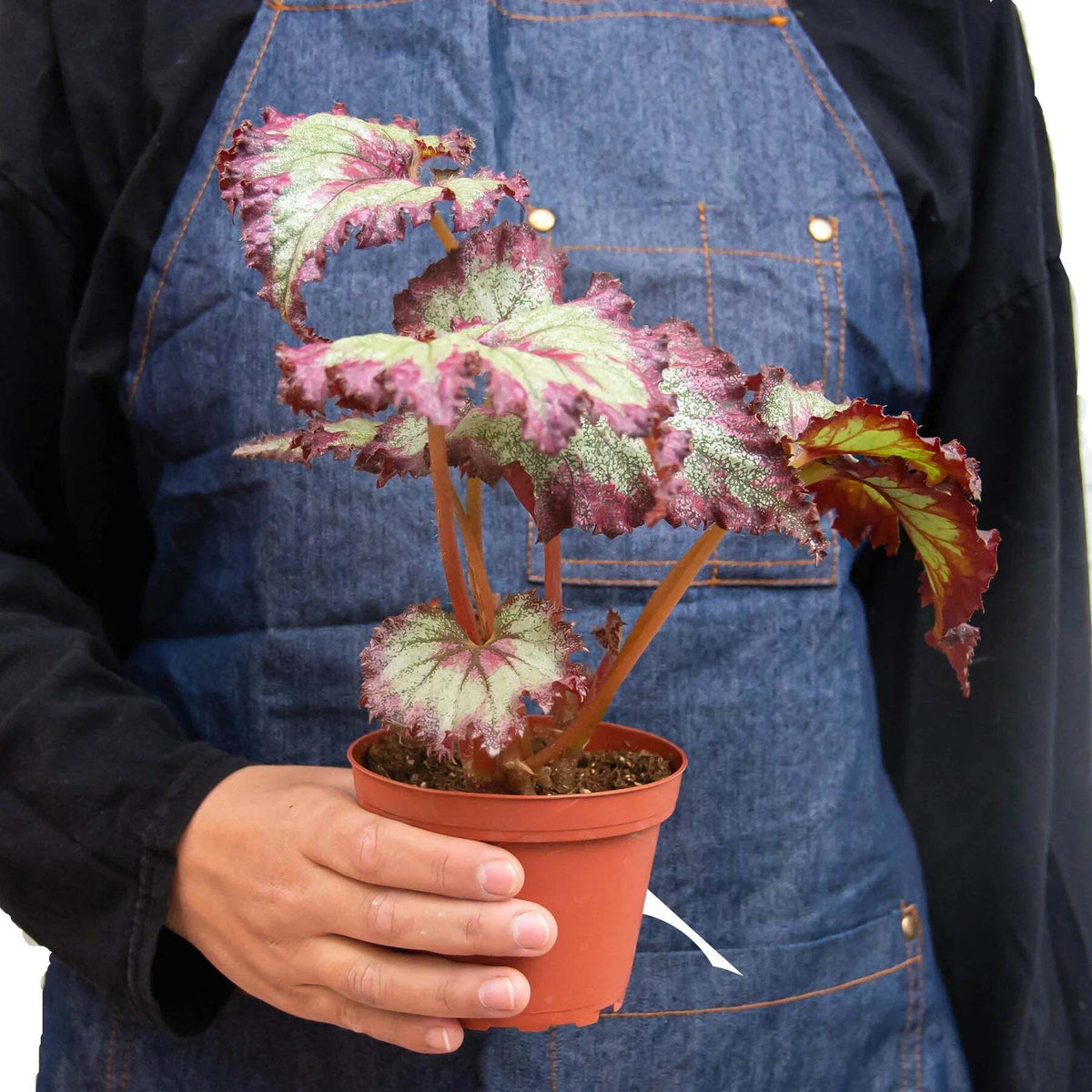 Begonia 'Rex' - 4 Pack Variety-Begonia 'Rex' - 4 Pack Variety